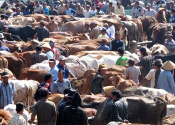 Kisah Putra Siregar Tiga Kali Pecahkan Rekor kurban Terbanyak di Indonesia