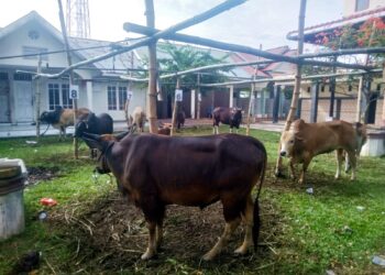 Haedar Nasir Sumbang Satu Sapi Buat Warga Desa Sangso