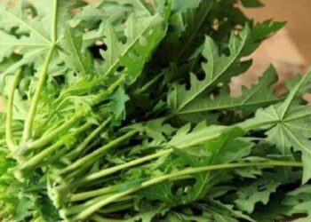 Khasiat Rebusan Daun Pepaya Untuk Kesehatan, Cek Cara Merebus Daun Pepaya Tidak Pahit