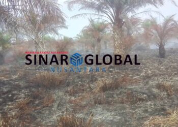 Ratusan Ha Kebun Sawit Terbakar di Desa Air Hitam Kabupaten Labura